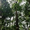 Kottawa Forest